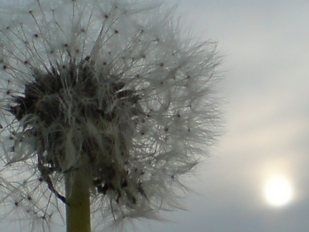 Pusteblume im Abendlicht