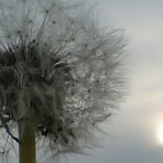 Pusteblume im Abendlicht