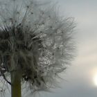 Pusteblume im Abendlicht