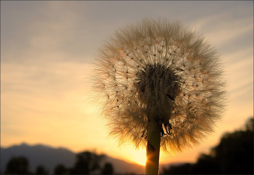 "Pusteblume im Abendlicht"