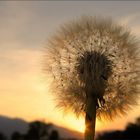 "Pusteblume im Abendlicht"