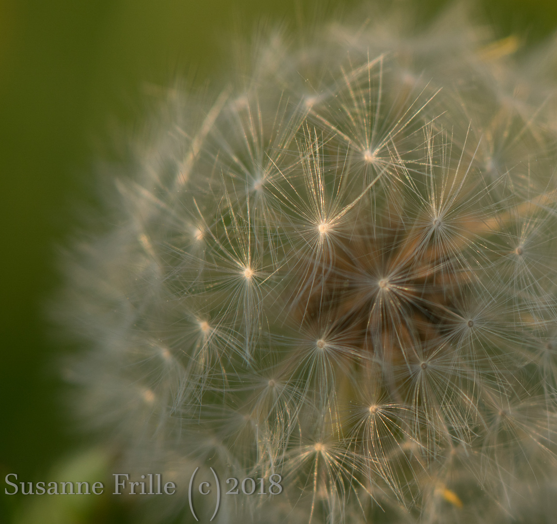 Pusteblume im Abendlicht