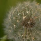 Pusteblume im Abendlicht