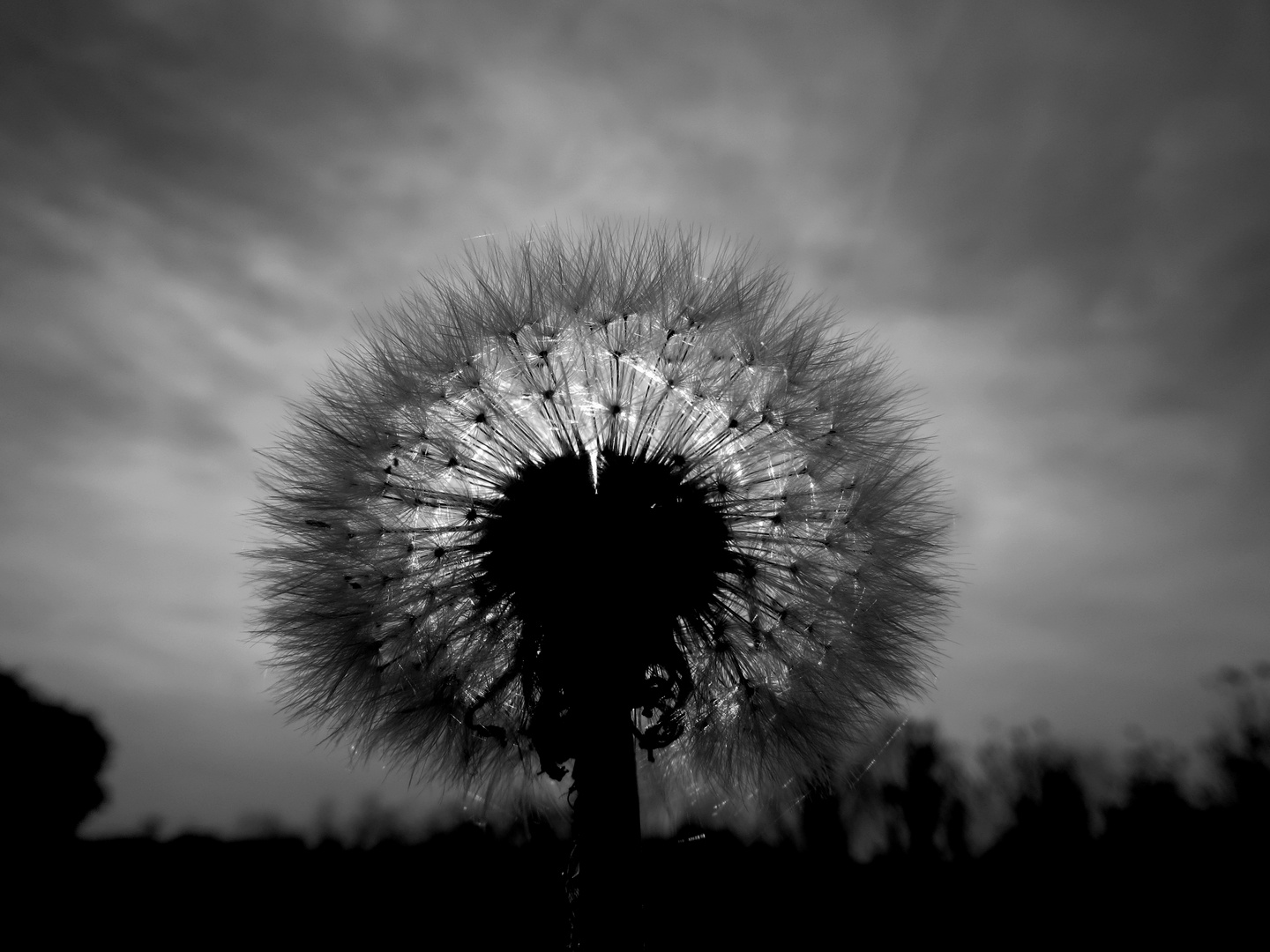 Pusteblume im Abendlicht!