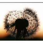 Pusteblume im Abendlicht