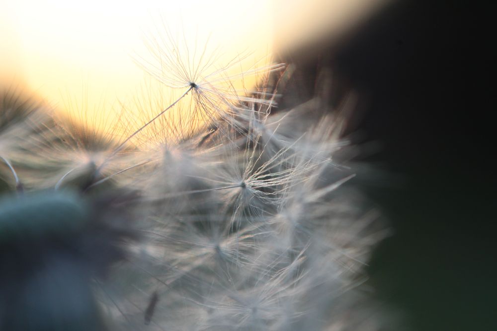 Pusteblume im Abendlicht