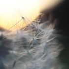 Pusteblume im Abendlicht