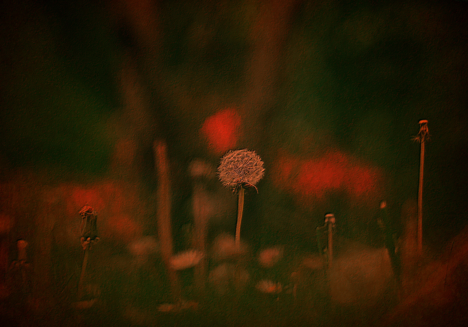 Pusteblume im Abendlicht...