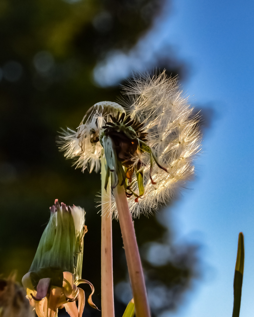 Pusteblume im Abendlicht !!