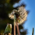 Pusteblume im Abendlicht !!