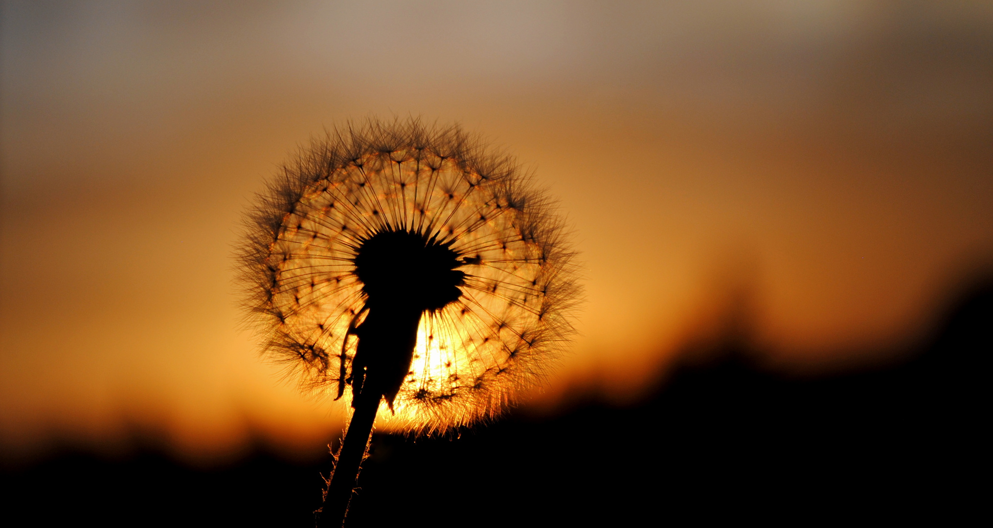 Pusteblume im Abendlicht