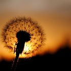 Pusteblume im Abendlicht