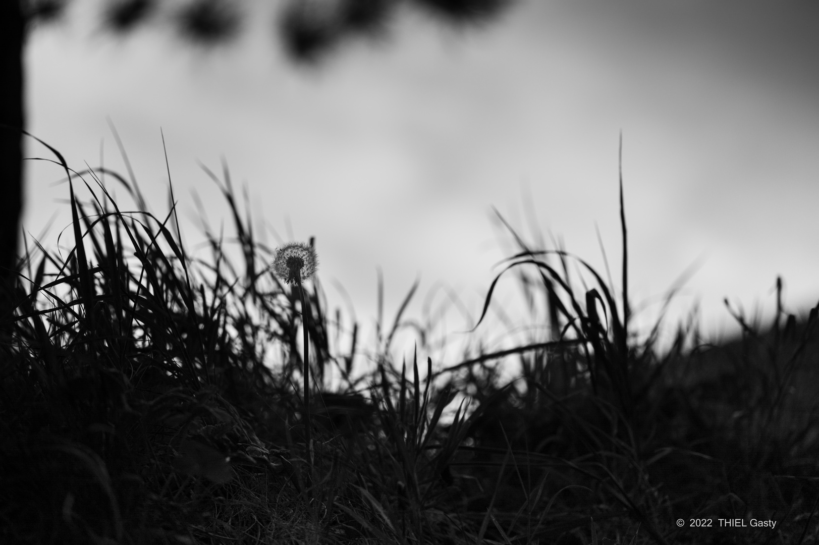 Pusteblume im Abendlicht