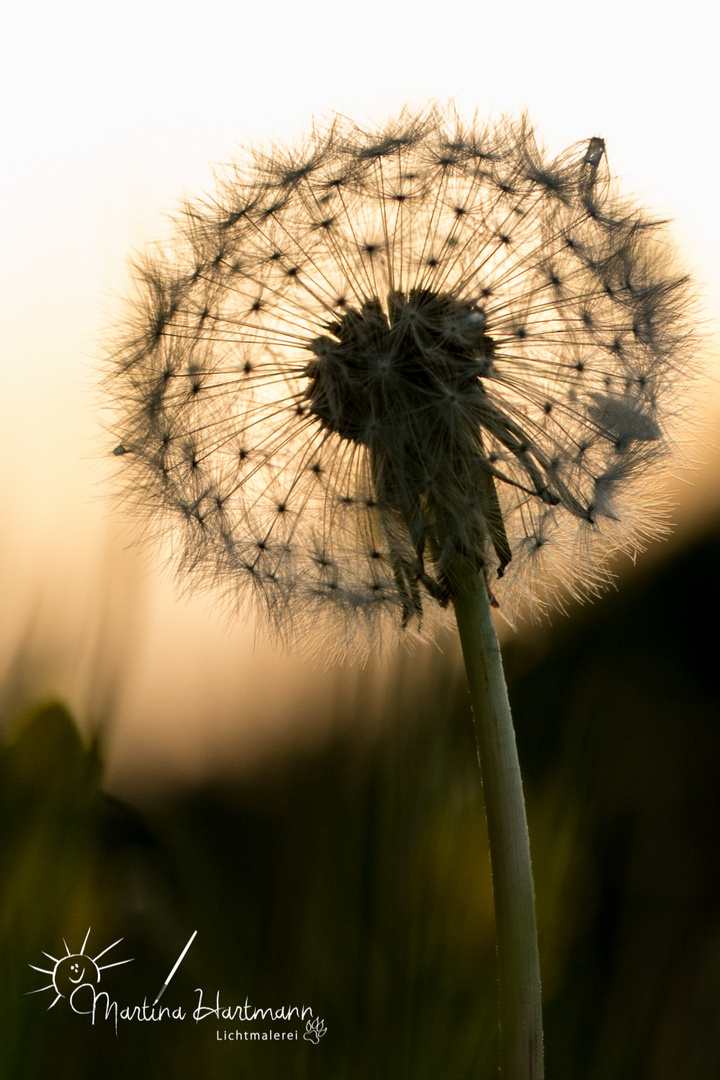 Pusteblume im Abendlicht