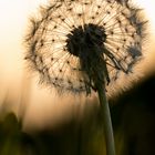 Pusteblume im Abendlicht