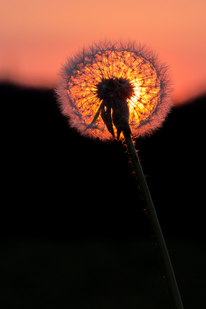 Pusteblume im Abendrot