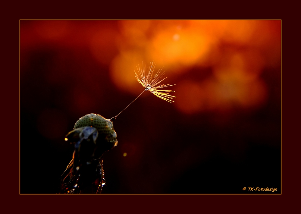 * Pusteblume im Abendrot *