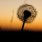 Pusteblume im Abendrot für Dich