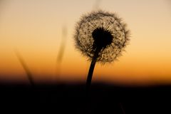 Pusteblume im Abendrot für Dich