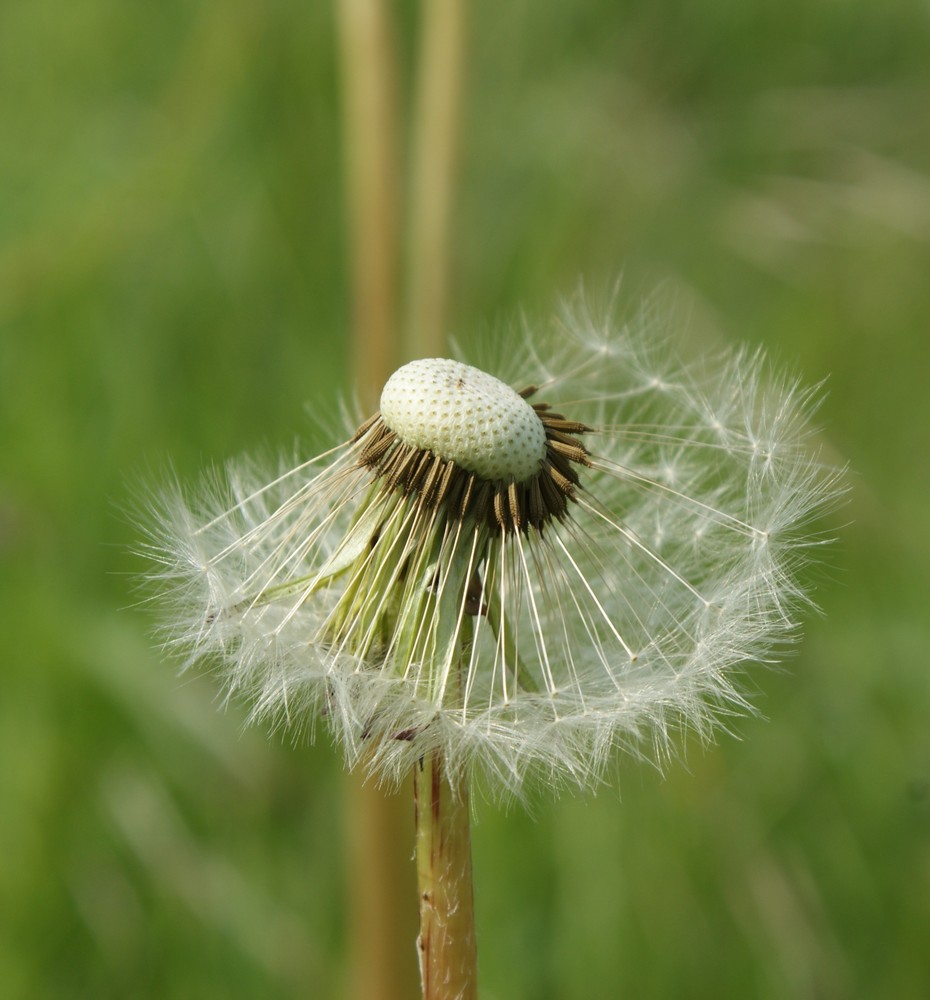 Pusteblume im April by Silvia Kamm