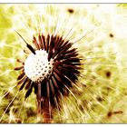 Pusteblume im April