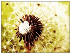 Pusteblume im April