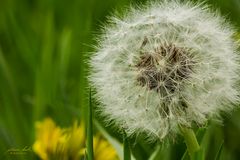 Pusteblume im April