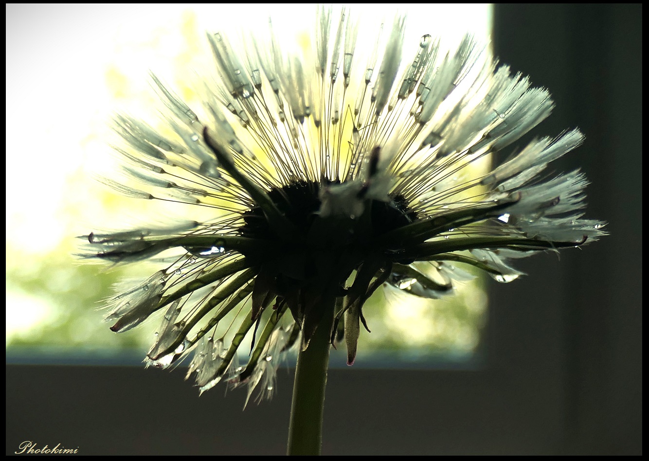 Pusteblume im Dauerregen