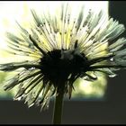 Pusteblume im Dauerregen