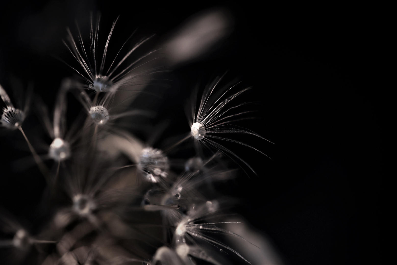 Pusteblume im Detail...