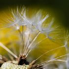 Pusteblume im Detail