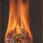 Pusteblume im Feuer, das Ende