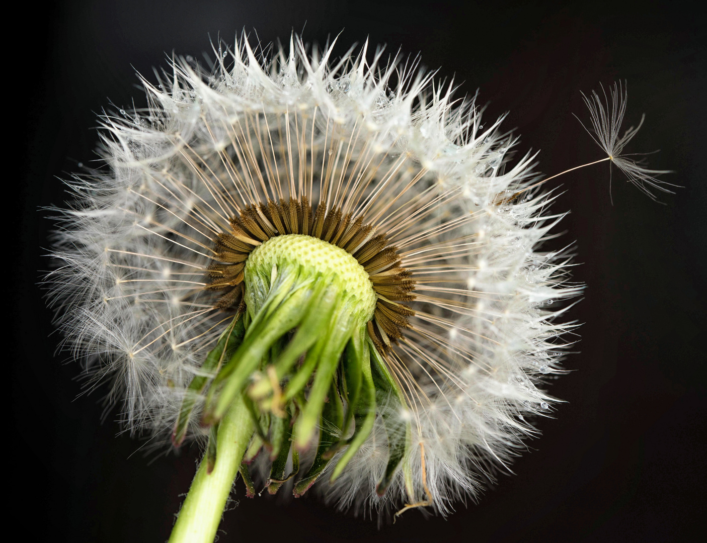 Pusteblume im Fokus