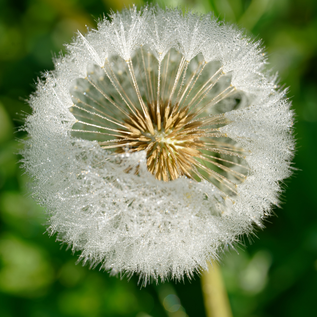 Pusteblume im Frühtau