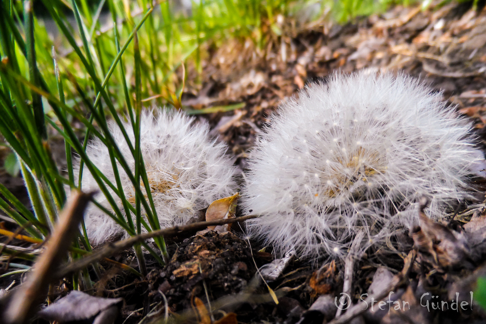 Pusteblume im Garten