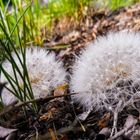 Pusteblume im Garten