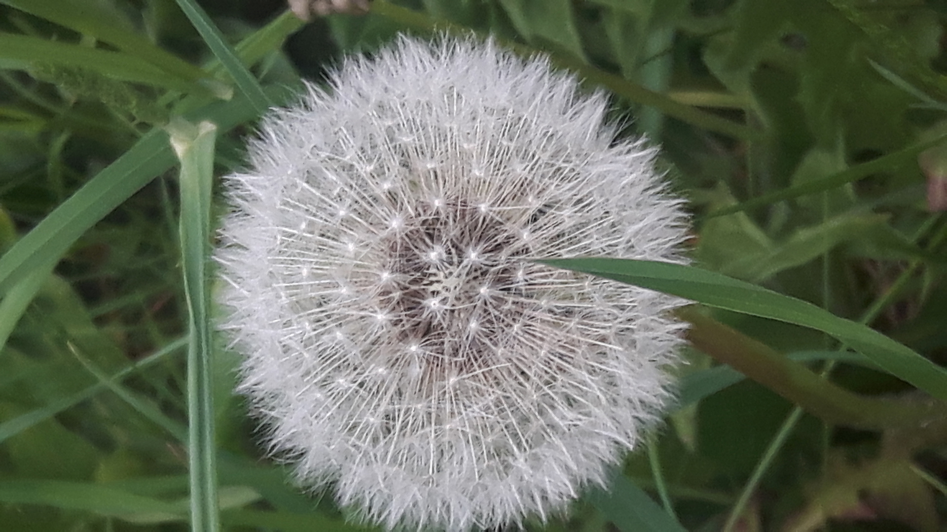 Pusteblume im Garten