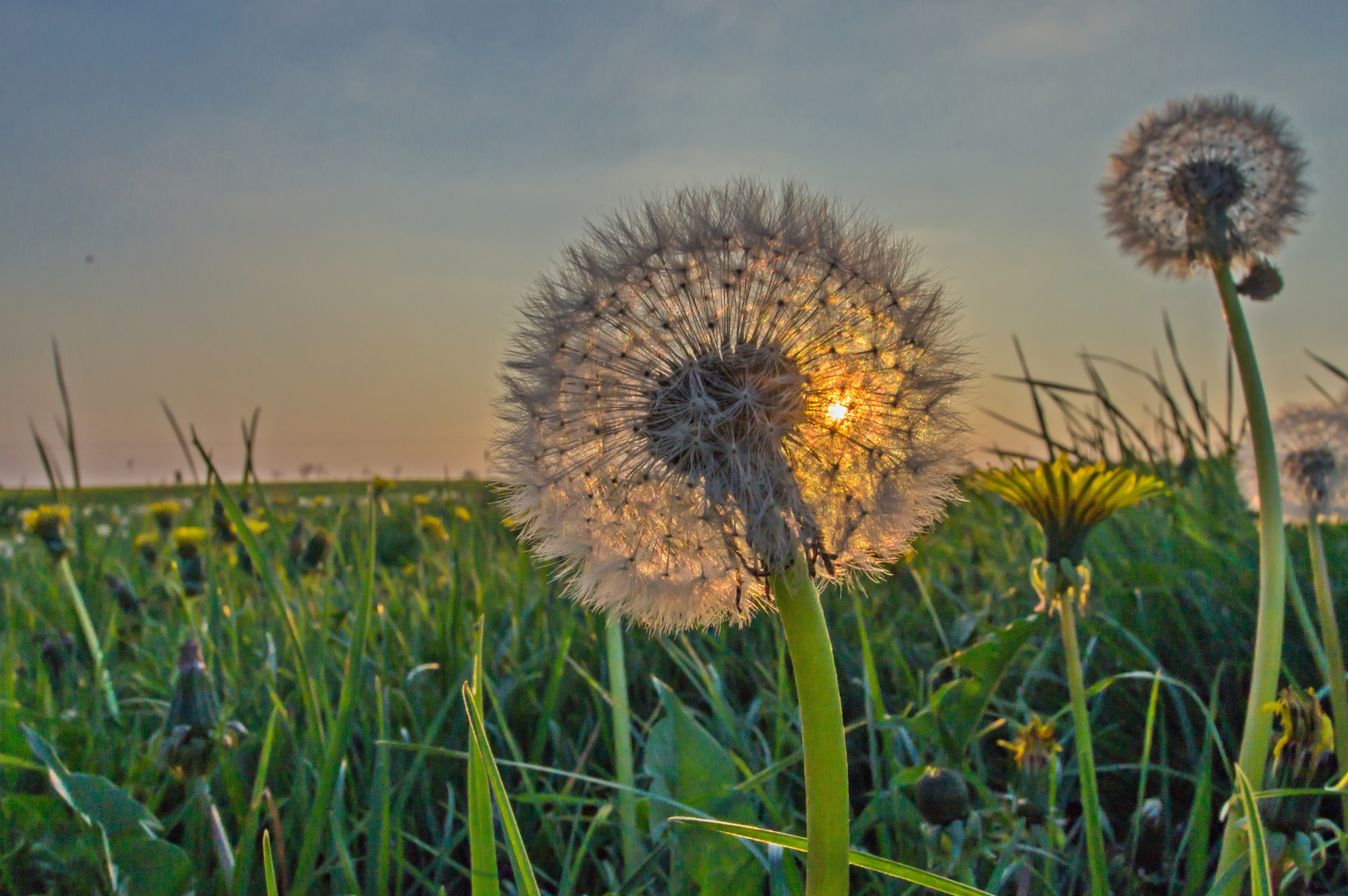 Pusteblume im Gegenlicht