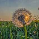 Pusteblume im Gegenlicht