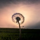 Pusteblume im Gegenlicht