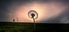 Pusteblume im Gegenlicht