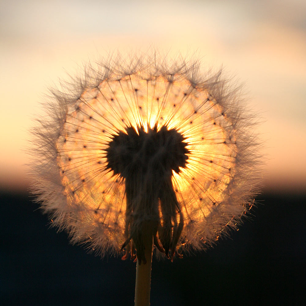 Pusteblume im Gegenlicht