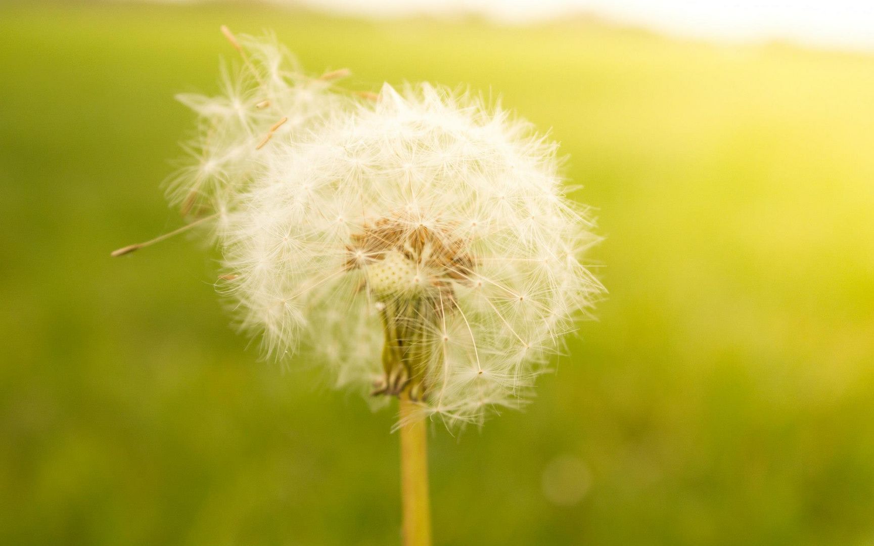 Pusteblume im Gegenlicht