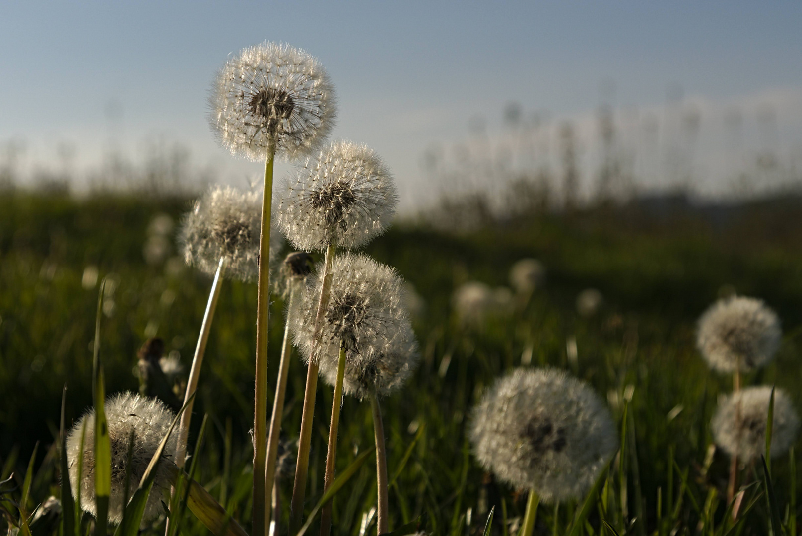 Pusteblume im Gegenlicht