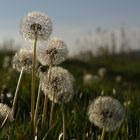 Pusteblume im Gegenlicht