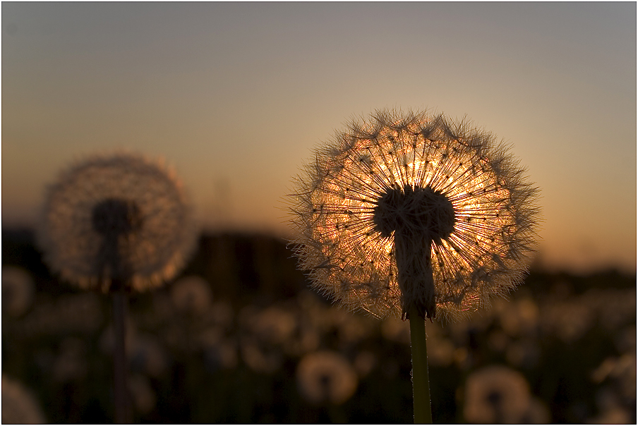 Pusteblume im Gegenlicht