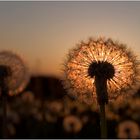 Pusteblume im Gegenlicht