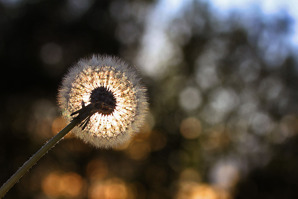 Pusteblume im Gegenlicht