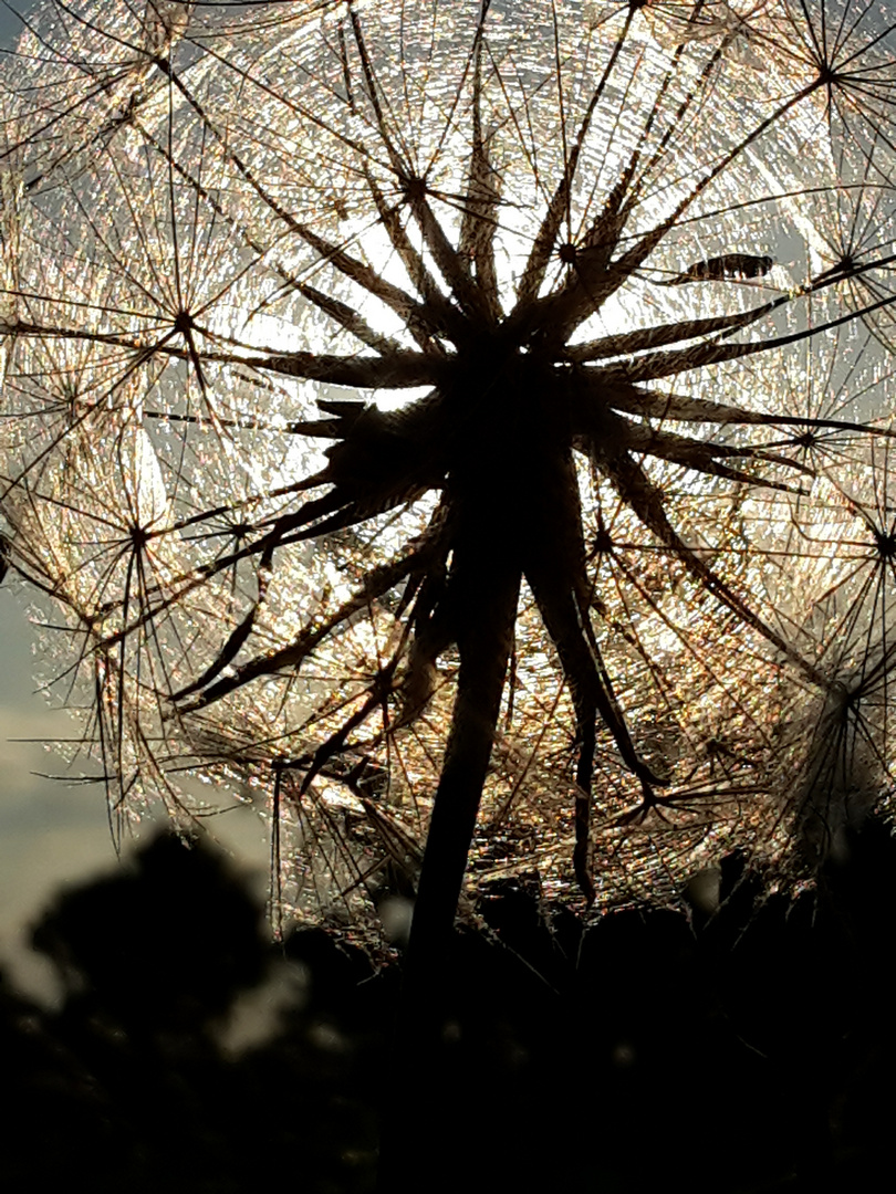 Pusteblume im Gegenlicht