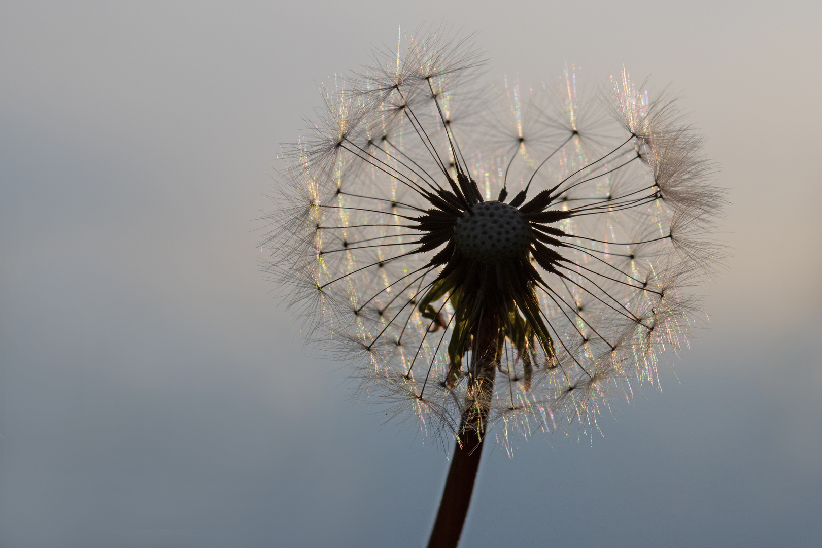 Pusteblume im Gegenlicht